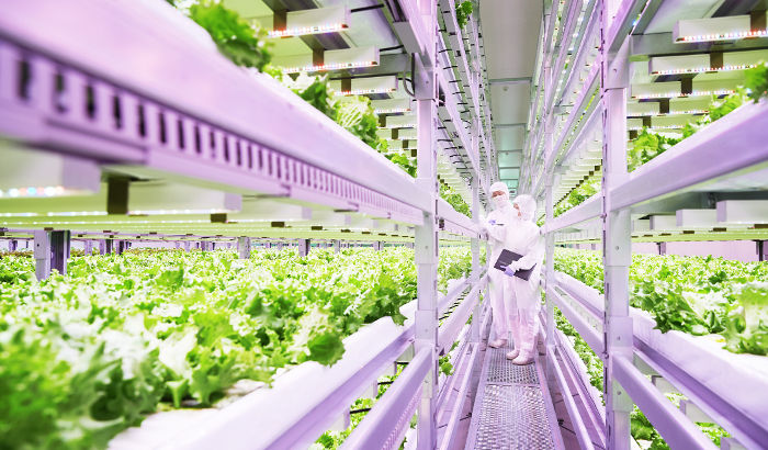 Vertical farming LED lights │ Philips lighting